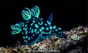 Velvet Nudi by Andrea Pirondini 